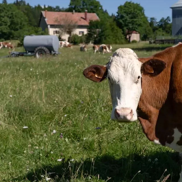 Photo rapproché de vaches dans un champs