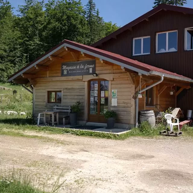 Photo rapproché de vaches dans un champs